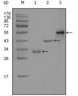 PEG10 Antibody (1B1C4), Novus Biologicals 0.1mL; Unlabeled:Antibodies,