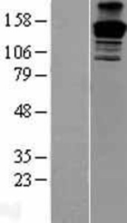 Novus Biologicals&trade;&nbsp;PEG3 Overexpression Lysate