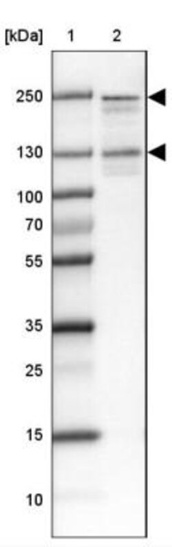 PEG3 Antibody, Novus Biologicals 0.1 mL | Buy Online | Novus Biologicals | Fisher Scientific