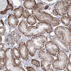 PEPP2 Antibody, Novus Biologicals 0.1mL; Unlabeled:Antibodies, Polyclonal