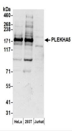 PEPP2 Antibody, Novus Biologicals 0.1mL:Antibodies, Polyclonal