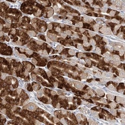 Pepsinogen C/PGC/Progastricsin Antibody, Novus Biologicals 0.1mL; Unlabeled:Antibodies,