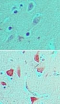 PER1 Antibody, Novus Biologicals:Antibodies:Primary Antibodies