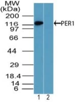 PER1 Antibody, Novus Biologicals:Antibodies:Primary Antibodies