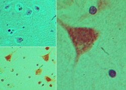 PER2 Antibody, Novus Biologicals:Antibodies:Primary Antibodies