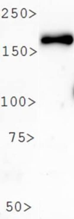 PER2 Antibody - BSA Free, Novus Biologicals 0.025 mL | Buy Online | Novus Biologicals | Fisher Scientific