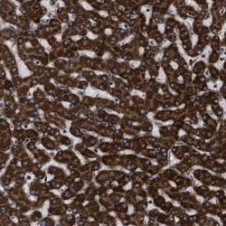 PER3 Antibody, Novus Biologicals:Antibodies:Primary Antibodies
