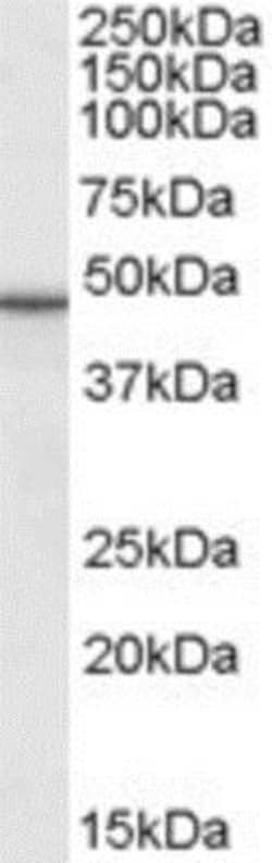 Perilipin-3/TIP47 Antibody, Novus Biologicals 0.1mg; Unlabeled:Antibodies,