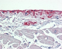 Periostin/OSF-2 Antibody, Novus Biologicals:Antibodies:Primary Antibodies
