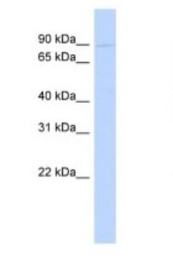 Periostin/OSF-2 Antibody, Novus Biologicals:Antibodies:Primary Antibodies