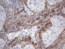 Periostin/OSF-2 Antibody (OTI2B2), Novus Biologicals 0.1mL; Unlabeled:Antibodies,