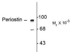 Periostin/OSF-2 Antibody - C-terminus - Azide and BSA Free, Novus Biologicals:Antibodies:Primary