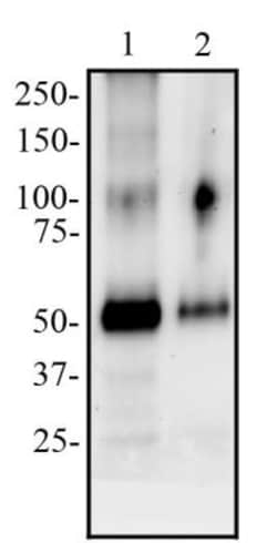 Peripheral Node Addressin Antibody (MECA-79) - Non-Recombinant Monoclonal,