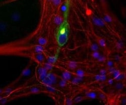 Peripherin Antibody (7C5), Novus Biologicals 0.025 mL; Unconjugated:Antibodies,