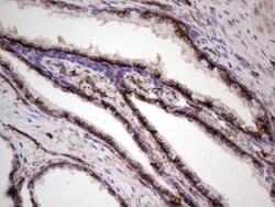 Peripherin Antibody (OTI1E10), Novus Biologicals 0.1mL; Unlabeled:Antibodies,