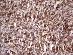 Peripherin Antibody (OTI1E10), Novus Biologicals 0.1mL; Unlabeled:Antibodies,