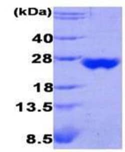 Novus Biologicals™ Recombinant Human Peroxiredoxin 3 Protein
