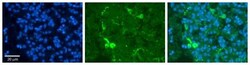 Peroxiredoxin 2 Antibody, Novus Biologicals 0.05mg; Unlabeled:Antibodies,