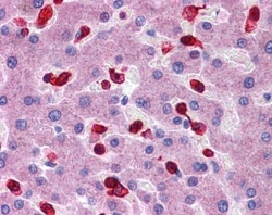 Peroxiredoxin 2 Antibody, Novus Biologicals 0.05mg; Unlabeled:Antibodies,
