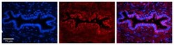 Peroxiredoxin 3 Antibody, Novus Biologicals 100&mu;L; Unlabeled:Antibodies,
