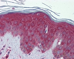 Peroxiredoxin 6 Antibody, Novus Biologicals 0.05mg; Unlabeled:Antibodies,