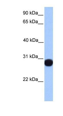 Peroxiredoxin 6 Antibody, Novus Biologicals 0.05mg; Unlabeled:Antibodies,