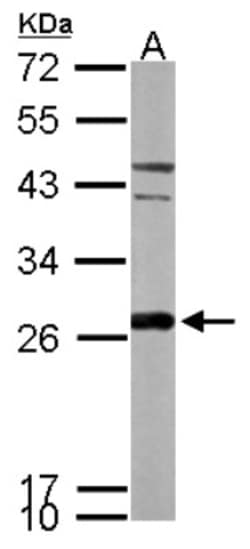 Peroxiredoxin 6 Antibody, Novus Biologicals 0.1 mL | Buy Online | Novus Biologicals | Fisher Scientific