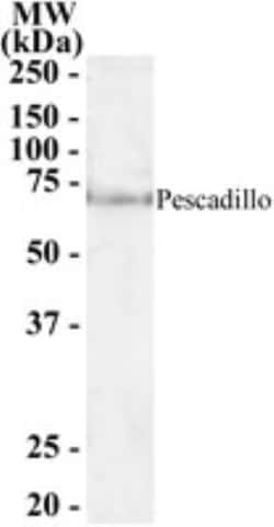 Pescadillo Antibody, Novus Biologicals 0.1 mg | Buy Online | Novus Biologicals | Fisher Scientific