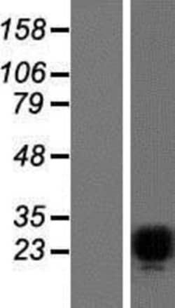 Novus Biologicals&trade;&nbsp;Pet1 Overexpression Lysate