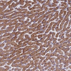 PET117 Antibody, Novus Biologicals:Antibodies:Primary Antibodies