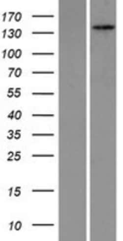 Novus Biologicals™ PEX1 Overexpression Lysate