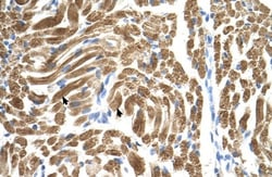PEX10 Antibody, Novus Biologicals 0.05mg; Unlabeled:Antibodies, Polyclonal