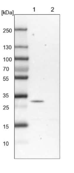 PEX16 Antibody, Novus Biologicals 0.1mL; Unlabeled:Antibodies, Polyclonal
