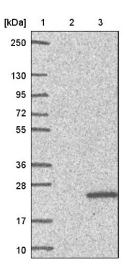 PFDN4 Antibody, Novus Biologicals 0.1mL; Unlabeled:Antibodies, Polyclonal