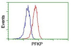 PFKP Antibody (OTI1D6), Novus Biologicals 0.1 mL | Buy Online | Novus Biologicals | Fisher Scientific