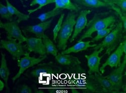PGAM1 Antibody - BSA Free, Novus Biologicals 0.1mL; Unlabeled:Antibodies,