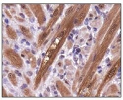 PGAM1 Antibody - BSA Free, Novus Biologicals 0.1mL; Unlabeled:Antibodies,