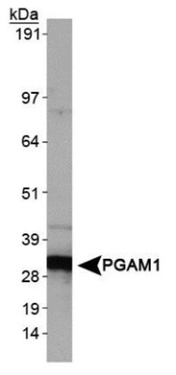 PGAM1 Antibody - BSA Free, Novus Biologicals 0.1mL; Unlabeled:Antibodies,