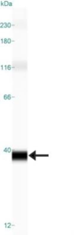 PGAM5 Antibody, Novus Biologicals 0.1mL; Unlabeled:Antibodies, Polyclonal