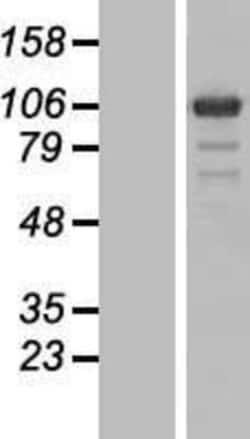 Novus Biologicals&trade;&nbsp;PGBD1 Overexpression Lysate