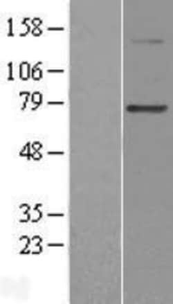 Novus Biologicals&trade;&nbsp;PGBD3 Overexpression Lysate