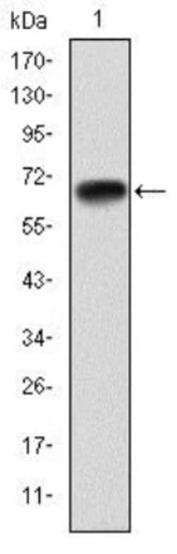 PGC1 alpha Antibody (1G8), Novus Biologicals 0.1mL; Unlabeled:Antibodies,