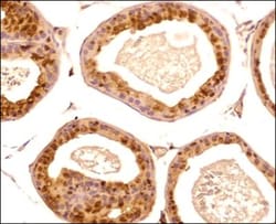 PGC1 alpha Antibody - BSA Free, Novus Biologicals 0.1mL; Unlabeled:Antibodies,