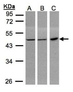 PGD Antibody, Novus Biologicals 0.1mg; Unlabeled:Antibodies, Polyclonal