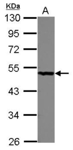 PGD Antibody, Novus Biologicals 0.1 mL | Buy Online | Novus Biologicals | Fisher Scientific