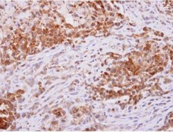 PGD Antibody, Novus Biologicals 0.1mg; Unlabeled:Antibodies, Polyclonal