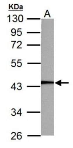 PGK1 Antibody, Novus Biologicals 0.1mL; Unlabeled:Antibodies, Polyclonal