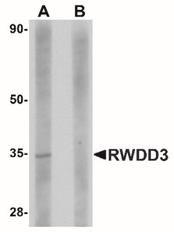 PGL2 Antibody - BSA Free, Novus Biologicals 0.1mg; Unlabeled:Antibodies,