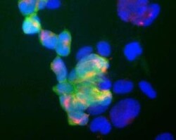 UCH-L1/PGP9.5 Antibody (BH7), Novus Biologicals 0.1 mL; Unconjugated:Antibodies,