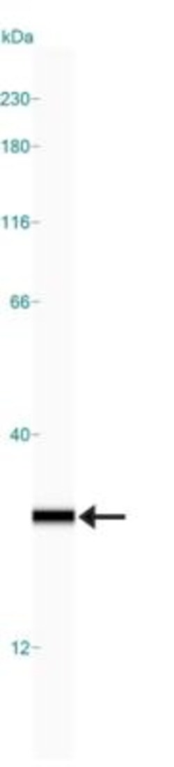 UCH-L1/PGP9.5 Antibody (BH7), Novus Biologicals 0.1 mL; Unconjugated:Antibodies,